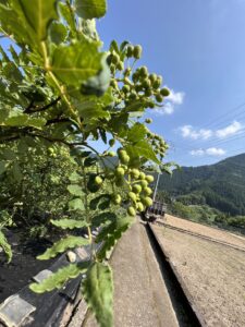 ぶどう山椒（今年秋から栽培予定）