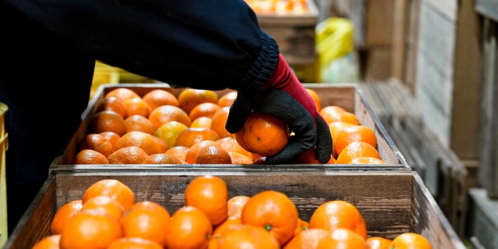 みかんの選別をしている画像